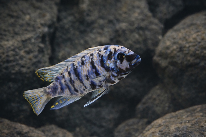 Maylandia zebra 'Linganjala Reef'